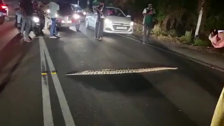 Massive python blocks traffic as it slithers across the road in India