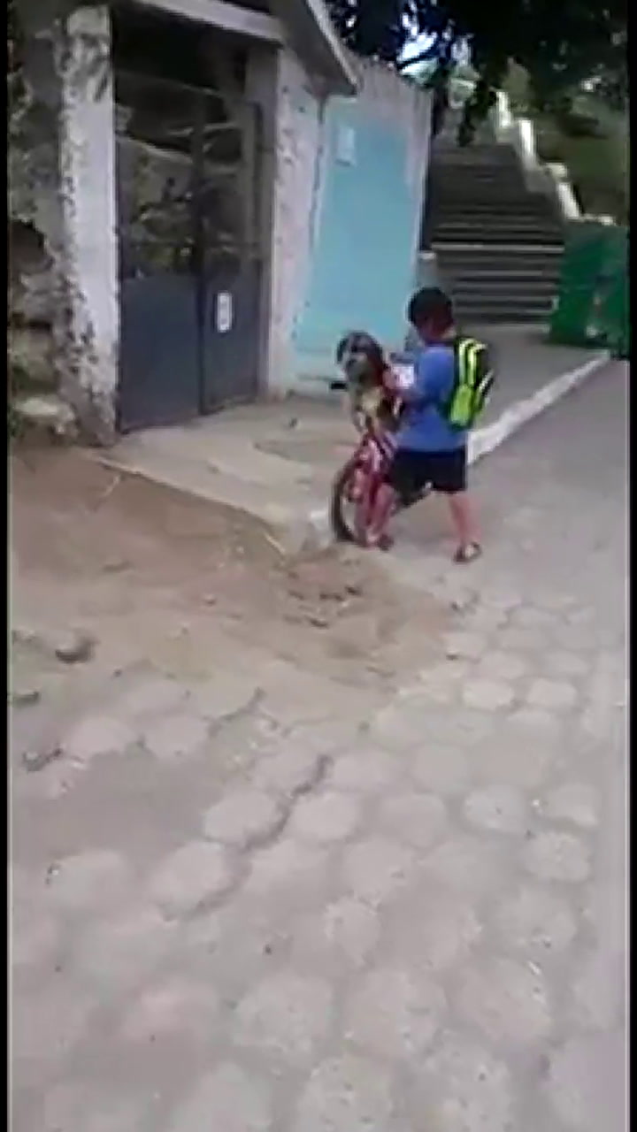 Amistad perruna: un niño cubre a su mascota con un tapaboca y el video es viral - Fuente: Facebook