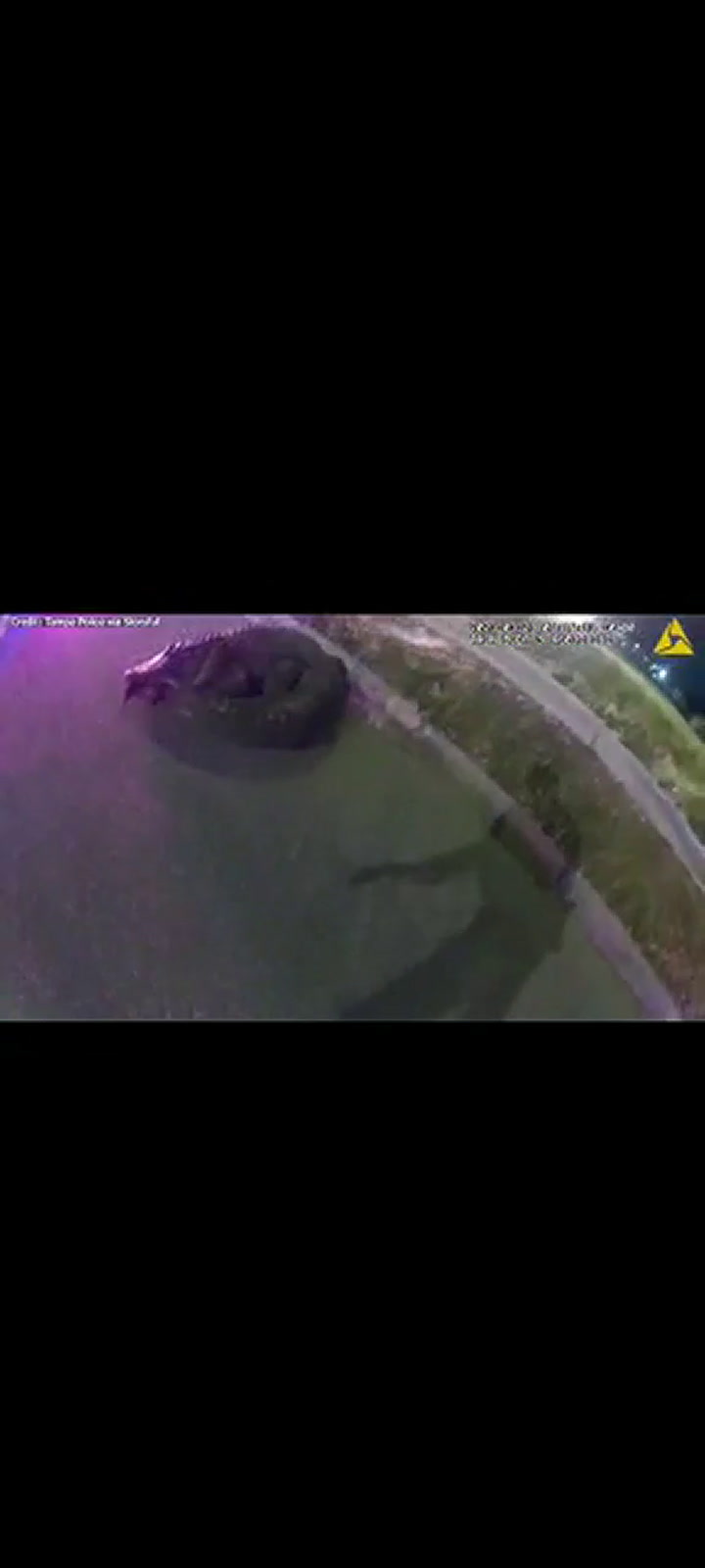 Así fue como la policía de Tampa atrapó a un caimán