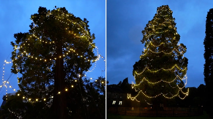 UK's tallest living Christmas tree lit up by 1,800 energy-saving bulbs