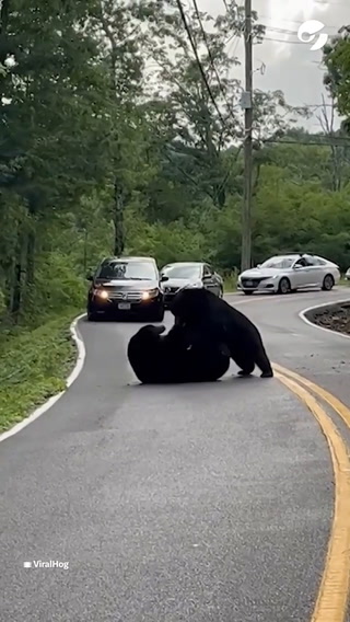 Este oso estorba el tránsito pero no le importa nada