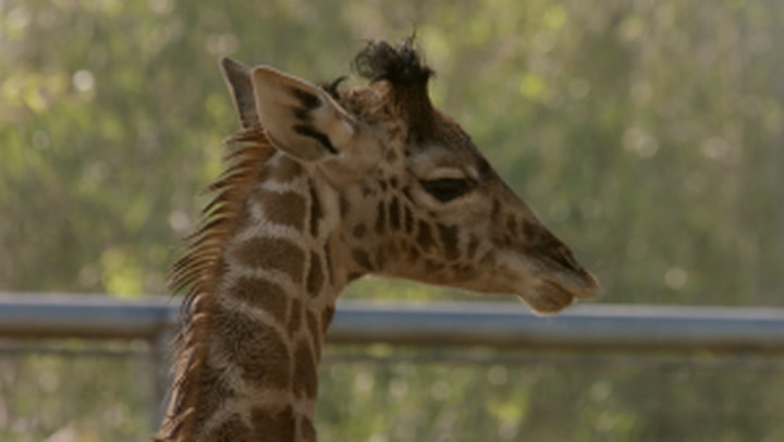 How Zookeepers Train Newborn Giraffes to Step on a Scale