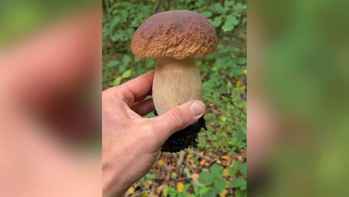 ‘Urban forager’ eats wild mushrooms found in Brighton city parks