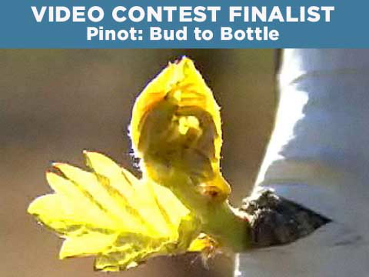 Video Contest 2009, Finalist: Pinot: Bud to Bottle
