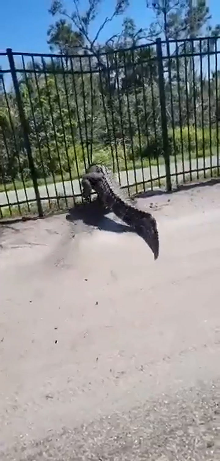 Un cocodrilo rompió una reja para escapar hacia la calle y el video causó pánico