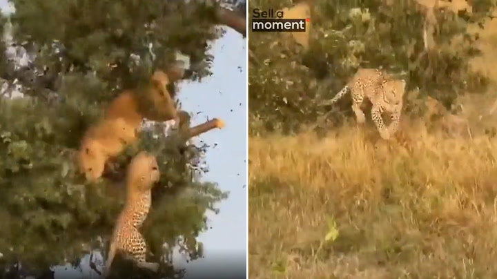 Lion and leopard crash out of tree while fighting over kill