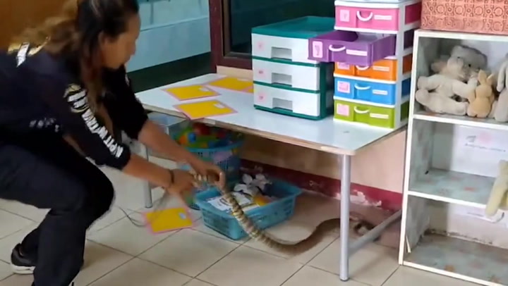 Moment 5ft-long snake removed from Thai classroom after it's spotted by 'eagle-eyed' schoolboy