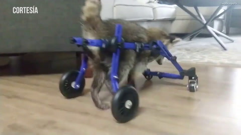 Cachorra de mapache camina con ayuda de una silla de ruedas
