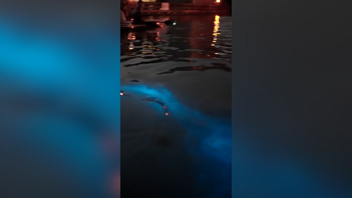 Dolphin playing in bioluminescent waves