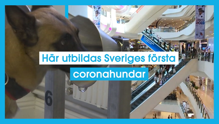 Här utbildas Sveriges första coronahundar