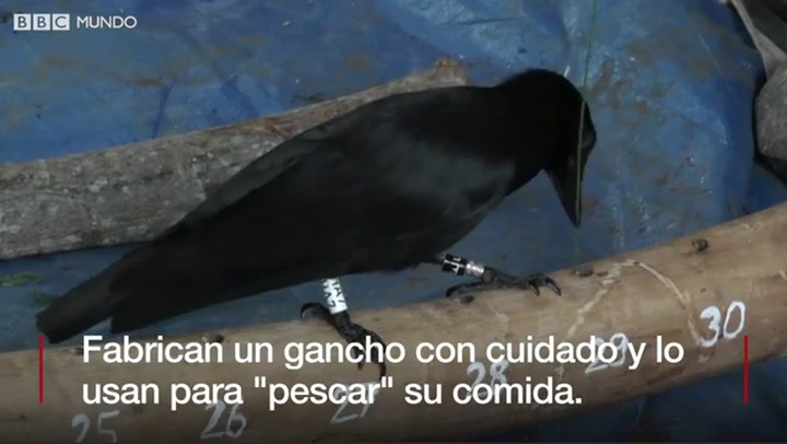 Los asombrosos cuervos que fabrican ganchos para pescar insectos
