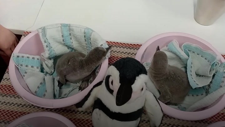 Toy penguins used to care for chicks named in honour of Queen’s Platinum Jubilee