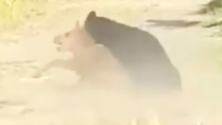 Video: Filmer angrepet til bjørnungen