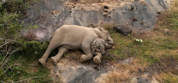 Watch The Heart-Warming Scene When A Baby Elephant Reunited With Its Mother In Tamil Nadu’s Tiger Reserve