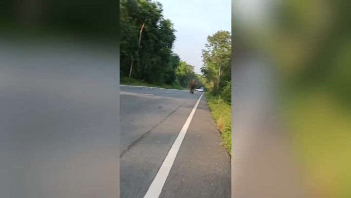 'Angry' Elephant chases a motorcyclist riding down forest road