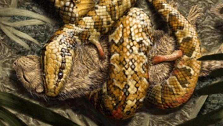 Snake’s ancestors may have had four legs ‘to hold their prey’
