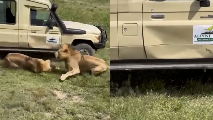 Safari jeep packed with tourists damaged during lion fight