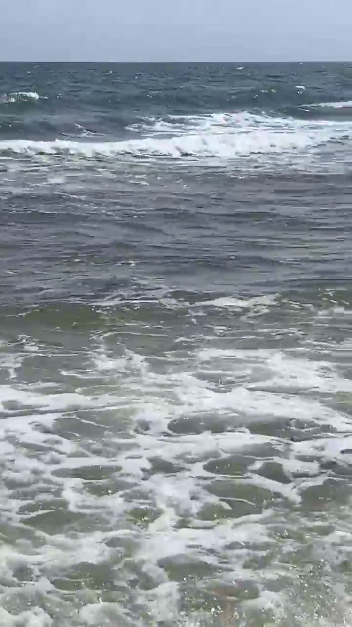 Un caimán apareció en una playa de Alabama, EE.UU.; los turistas se alejaron para tomar precauciones