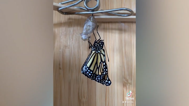 Mesmerising footage shows the incredible metamorphosis of Monarch Butterflies