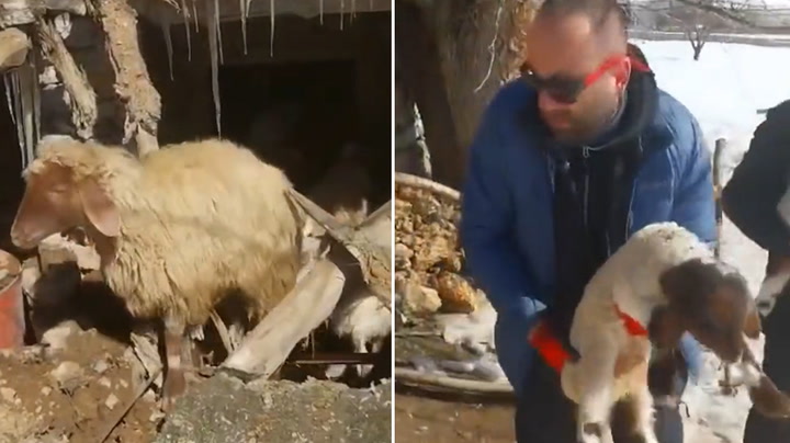 Animals rescued from collapsed barn more than a week after Turkey earthquake