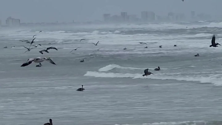 Pelicans display bizarre 'feeding frenzy' off Florida coast
