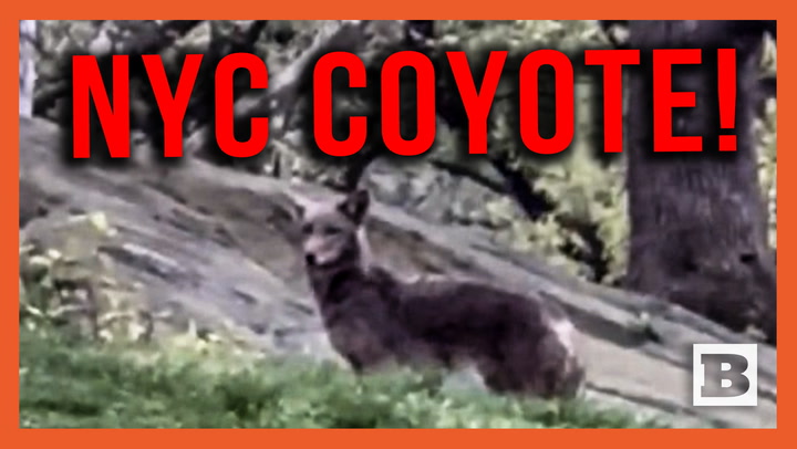 Coyote in the Big Apple??! Large Coyote Strolls Through Central Park