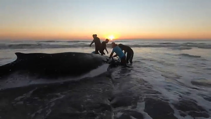 Así fue la reinserción de la ballena jorobada rescatada en la Costa