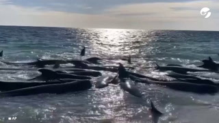 Decenas de ballenas piloto quedaron varadas en una playa de Australia