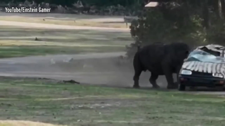 rhino attack safari car