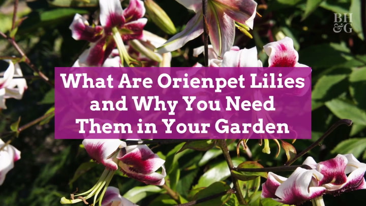How to Plant and Grow Orienpet Lilies