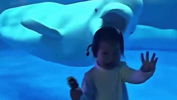 Beluga whale scares kid with 'friendly' face