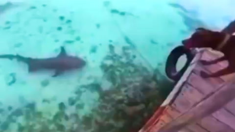 Video: Hopper etter haien