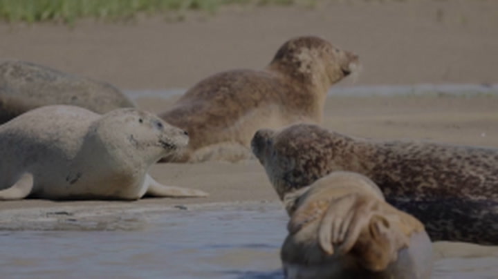 Thriving seal population calls River Thames home