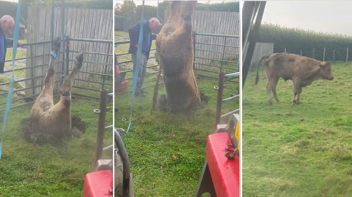Incredible moment cow pulled out of tiny sinkhole near country park in Durham