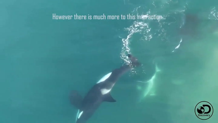 El impactante video que muestra a un grupo de orcas que ataca a un tiburón blanco
