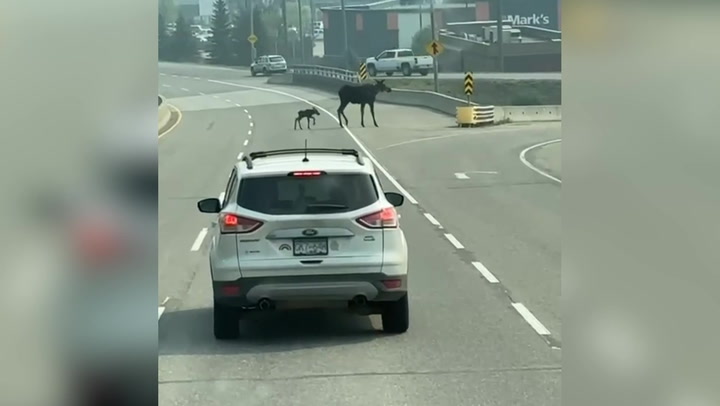 Moose calf brings traffic to standstill as it's helped across busy road