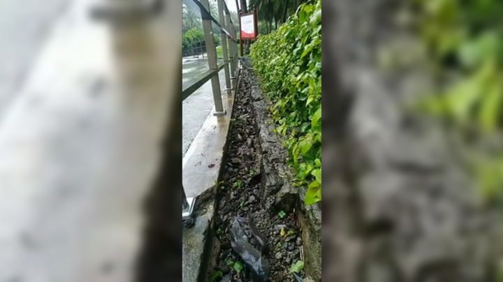 Fish Moving by “Walking” in a roadside ditch in Haikou, Hainan, China