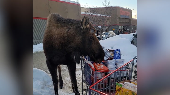Huge moose attempts to steal food from trolley after approaching terrified shopper