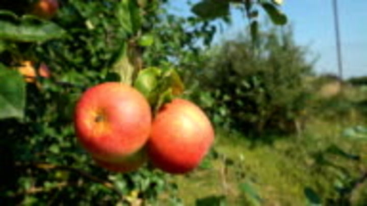 Gale Gala Apples - Fulkerson Winery - Finger Lakes Winery - Seneca