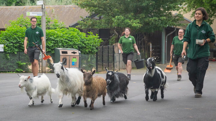 Pygmy goats on tour of London Zoo as part of fundraising challenge_Original Video_m233916.mp4