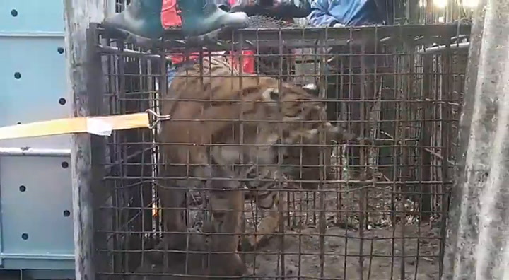 Rescataron a dos tigres de Bengala en Balcarce