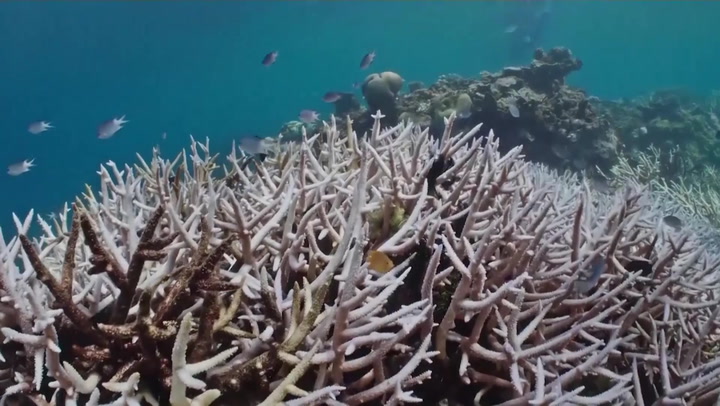 Scientists discover more than 90% of Great Barrier Reef coral studied in 2022 was bleached