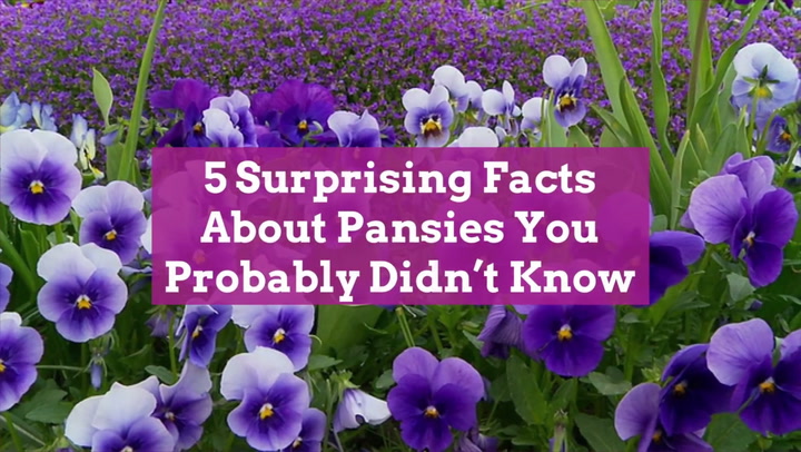 5 Surprising Facts About Pansies You Probably Didn't Know