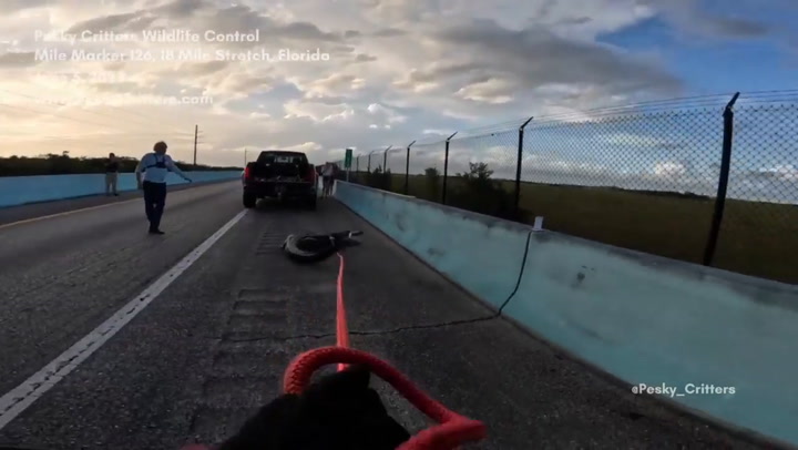 Un video muestra cómo controlaron al caimán en Florida