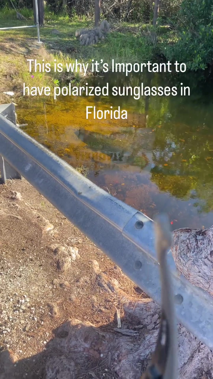 En Florida: recomiendan el uso de anteojos de sol polarizados para distinguir la presencia de caimanes