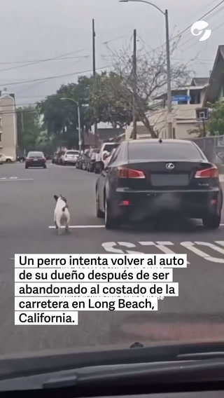 Abandonan a un perro y persigue el auto de sus dueños.
