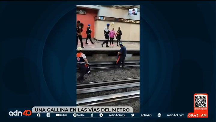 Insólito: detienen el servicio del metro de Ciudad de México por una gallina suelta en las vías
