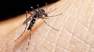 Por qué crecen los casos de Dengue: qué dicen los especialistas