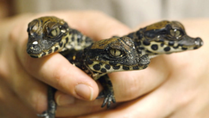 Adorable 'dwarf crocodiles' hatch at San Diego Zoo