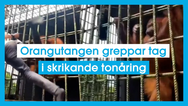 Orangutangen greppar tag i skrikande tonåring